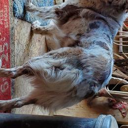 Rider  - Australian Shepherd