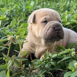 Peanut Butter - Blue sable male Chinese Shar-Pei puppy in Lehigh Acres, Florida from Florida Wrinkles