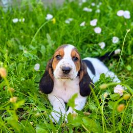 Liberty - Black brown and white female Basset Hound puppy in Valley, Washington from Peaceful Valley Paws