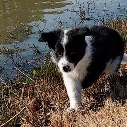 Border Collie Puppies from Bond Border Collies