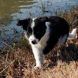 Border Collie Puppies from Bond Border Collies