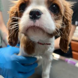 Male 2 - Blenheim male Cavalier King Charles Spaniel puppy in Chattanooga, Tennessee from Oodles of Cuties!