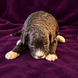 Girl 2 - Caramel cream female Australian Labradoodle puppy in Easley, South Carolina from Royal Diamond Australian Labradoodles