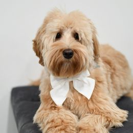 Gigi - Australian Labradoodle