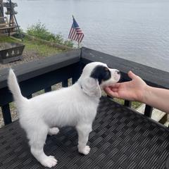English Setter Puppies from Monkota Setters