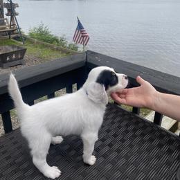 English Setter Puppies from Monkota Setters