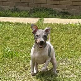 Bonnie - White and black female American Hairless Terrier puppy in Buckingham, Illinois from Gaus Hof