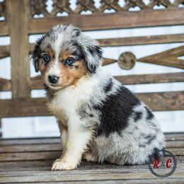 Grimhilde - Blue merle female Miniature Australian Shepherd puppy in Buna, Texas from R & C Kennels