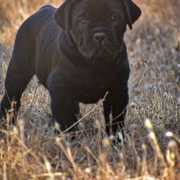 AKC Mars - Black male Cane Corso puppy in Smartsville, California from Summit Cane Corso