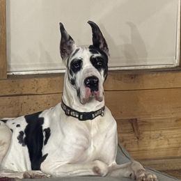 MOONIE - Great Dane