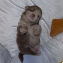 Spotty - Chocolate merle female Pomeranian puppy in Tucson, Arizona from Pomutopia