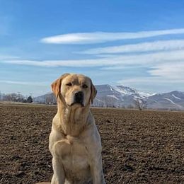 Labrador Retrievers from Bluff View Labradors