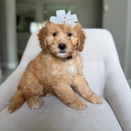 Sandy - Red female Bernedoodle puppy in Loxahatchee, Florida from SR. Doodle pupps