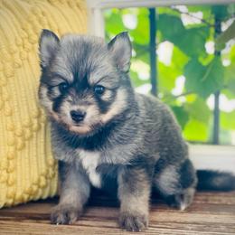 Maui (Pet Only Contract) - Wolf sable male Pomsky puppy in Greenville, South Carolina from Thicketty Mountain Pomskies