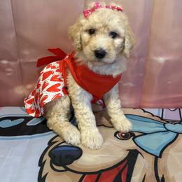 Adora - Apricot female Poodle puppy in Mobile, Alabama from Semmy’s Standard Poodle LLC