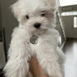Maltese Puppies from TCBs Glowing  Maltese