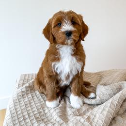 TOAST - Red  male Goldendoodle puppy in Bell Buckle, Tennessee from Precious Puptown Doodles