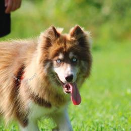 Miaka - Siberian Husky