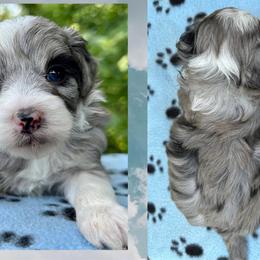 Girl 1 - Blue merle female Aussiedoodle puppy in Hillsboro, Illinois from Perfect Paws Puppies
