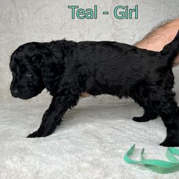 Goldendoodle and Poodle Puppies from Poodles and Doodles By Grace