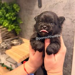 Varda - Black female Pomeranian puppy in Boca Raton, Florida from Poms of The Shire