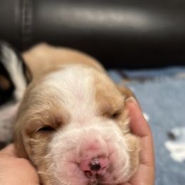 Basset Hounds from Ely’s Basset Hounds