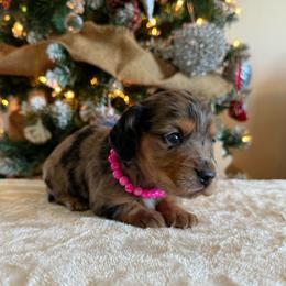 Mirabelle - Black and tan female Dachshund puppy in Lincoln, Arkansas from Red Dirt Dachshunds