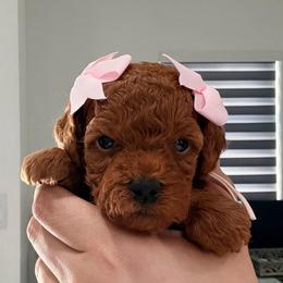 Honeybun - Red  female Goldendoodle puppy in Miami, Florida from Haus of Pawz