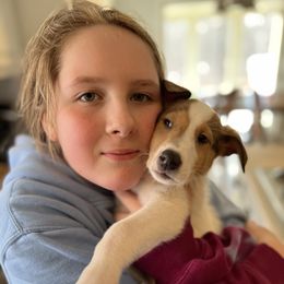 Collie Puppies from Lakeside Collies