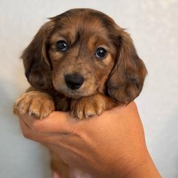 Cinnamon (Cinnabon) - Sable female Dachshund puppy in Ripon, California from Ripon Dachshunds