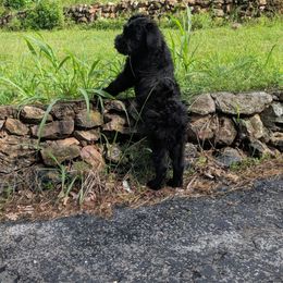 Giant Schnauzer Puppies from Riesenschnauzers von Reh Bach