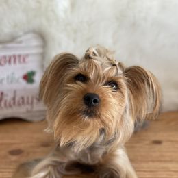 Tuesday  - Yorkshire Terrier