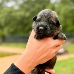 Kade - Sable male German Shepherd puppy in Canton, Texas from WILDWOOD GERMAN SHEPHERDS