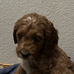 Goldendoodle Puppies from Colorado Dreamin Doodles