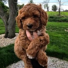 Fillmore - Red  male Goldendoodle puppy in Forest, Ohio from Mini Doodle Buddies