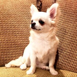 Chihuahua Puppies from Violeta's Royal Chihuahua