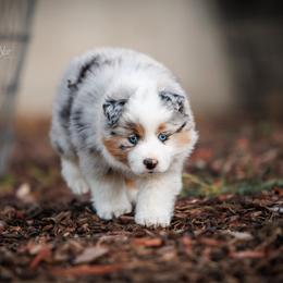Marble - Blue merle female Miniature Australian Shepherd puppy in Herriman, Utah from Painted Blue Aussies