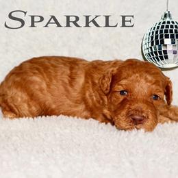 SPARKLE - Red female Australian Labradoodle puppy in Austin, Texas from AussieTex Labradoodles