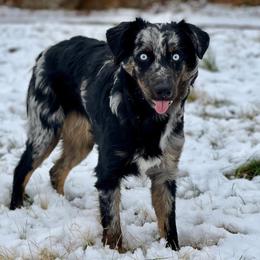 *Upcoming Dam* Bexley - Australian Shepherd