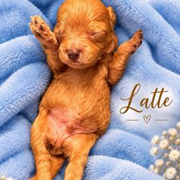 Latte - Brown male Shihpoo puppy in Cooper City, Florida from Jenny La Bone