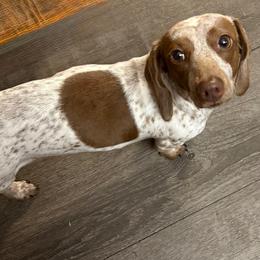 Ginger - Dachshund