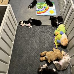 Golden Retriever and Pembroke Welsh Corgi Puppies from Silver Myst Acres