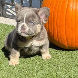 Dimitri-AKC Fluffy Long Hair - Tricolors male French Bulldog puppy in Palm Coast, Florida from Calypso Island French Bulldogs