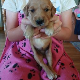 Girl 1 - Dark golden female Golden Retriever puppy in Lanesboro, Minnesota from Eagle Ridge Golden Retrievers