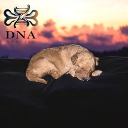 Goldendoodle Puppies from Diverse Nurturing Affectionate Doodle Kennel