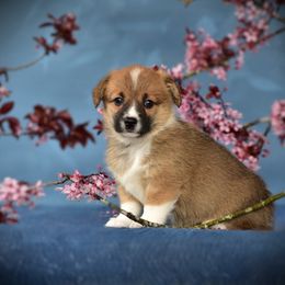 Miss Green - White and red Pembroke Welsh Corgi puppy in Gig Harbor, Washington from Pacific Northwest Pembroke Welsh Corgis