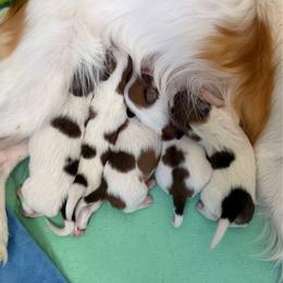 Boy 4 - Red white and sable male Papillon puppy in Surprise, Arizona from Papillons in Arizona