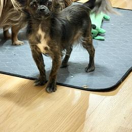 Trufflicious - Chihuahua