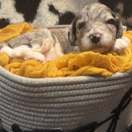 Trout - Merle male Bernedoodle puppy in Coopersburg, Pennsylvania from Deutsch Hund Haus