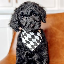 Willie Nelson - Black male Australian Labradoodle puppy in Decatur, Alabama from Southern Meadows Doodles